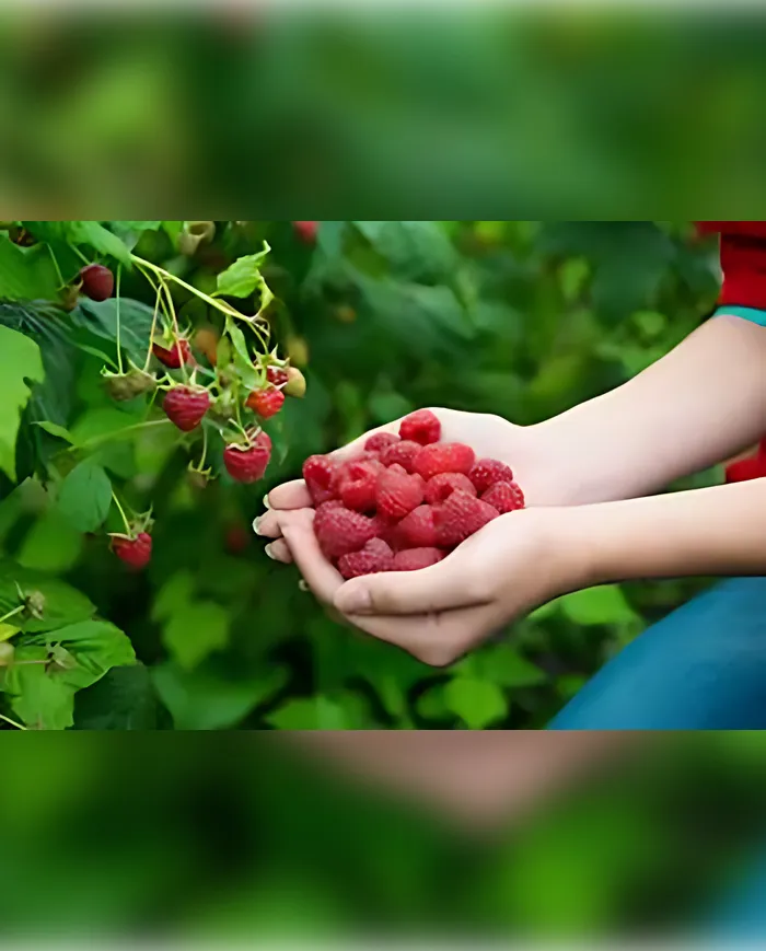 500gr Ahududu (Taze)