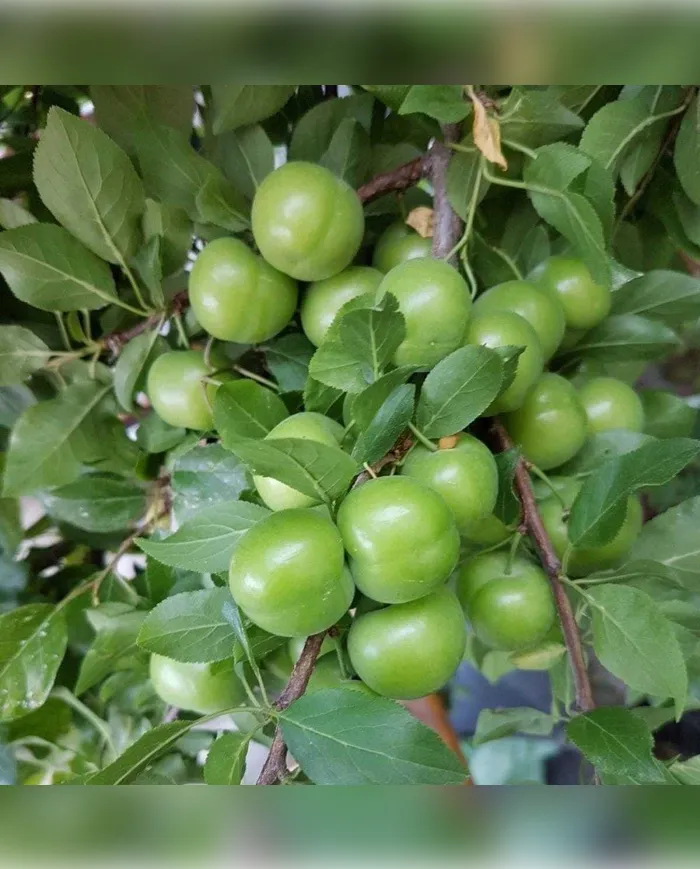 1 KG Can Eriği (Yeşil)