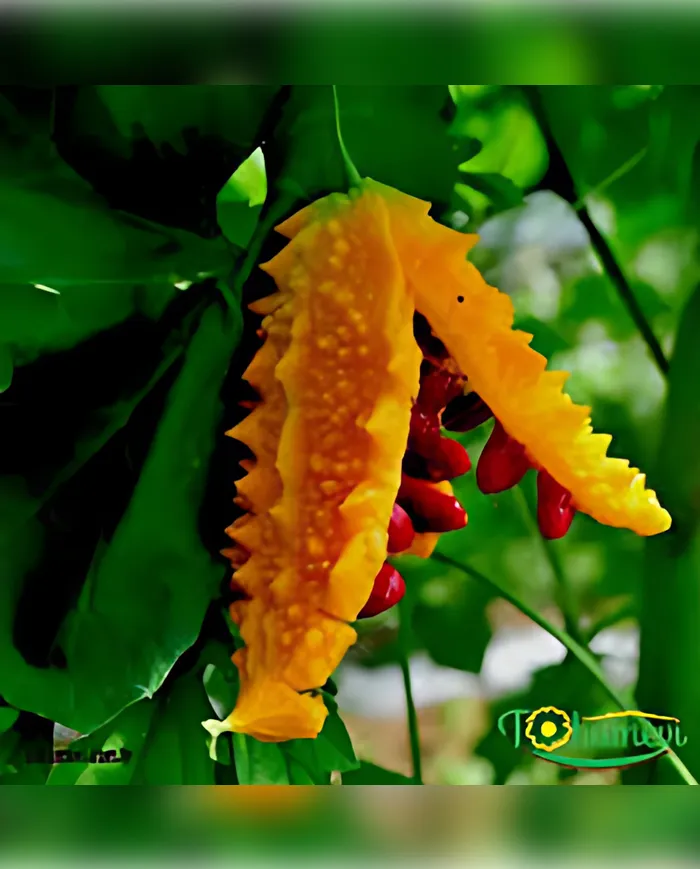 1 Adet Kudret Narı (Bitter Melon) görsel 2