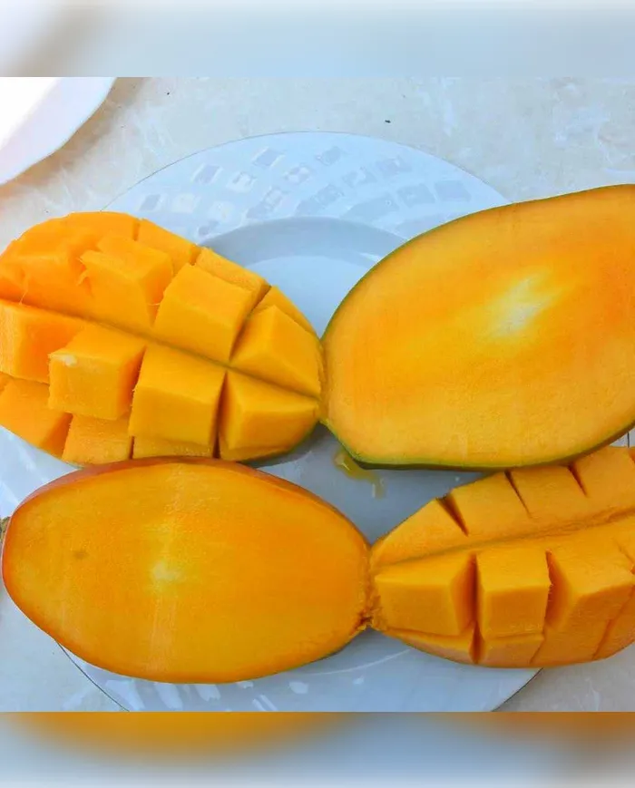 1 Adet Yerli Alanya Büyük Boy Mango (400gr+) görsel 2