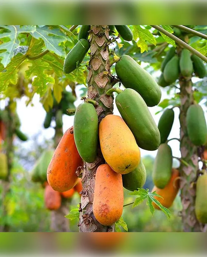 1 KG Papaya — Tropikal Lezzet